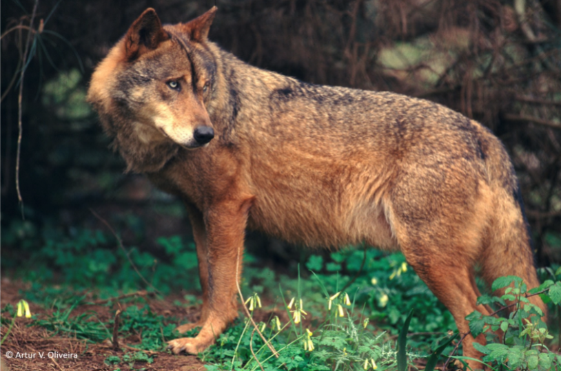 LOBO IBÉRICO